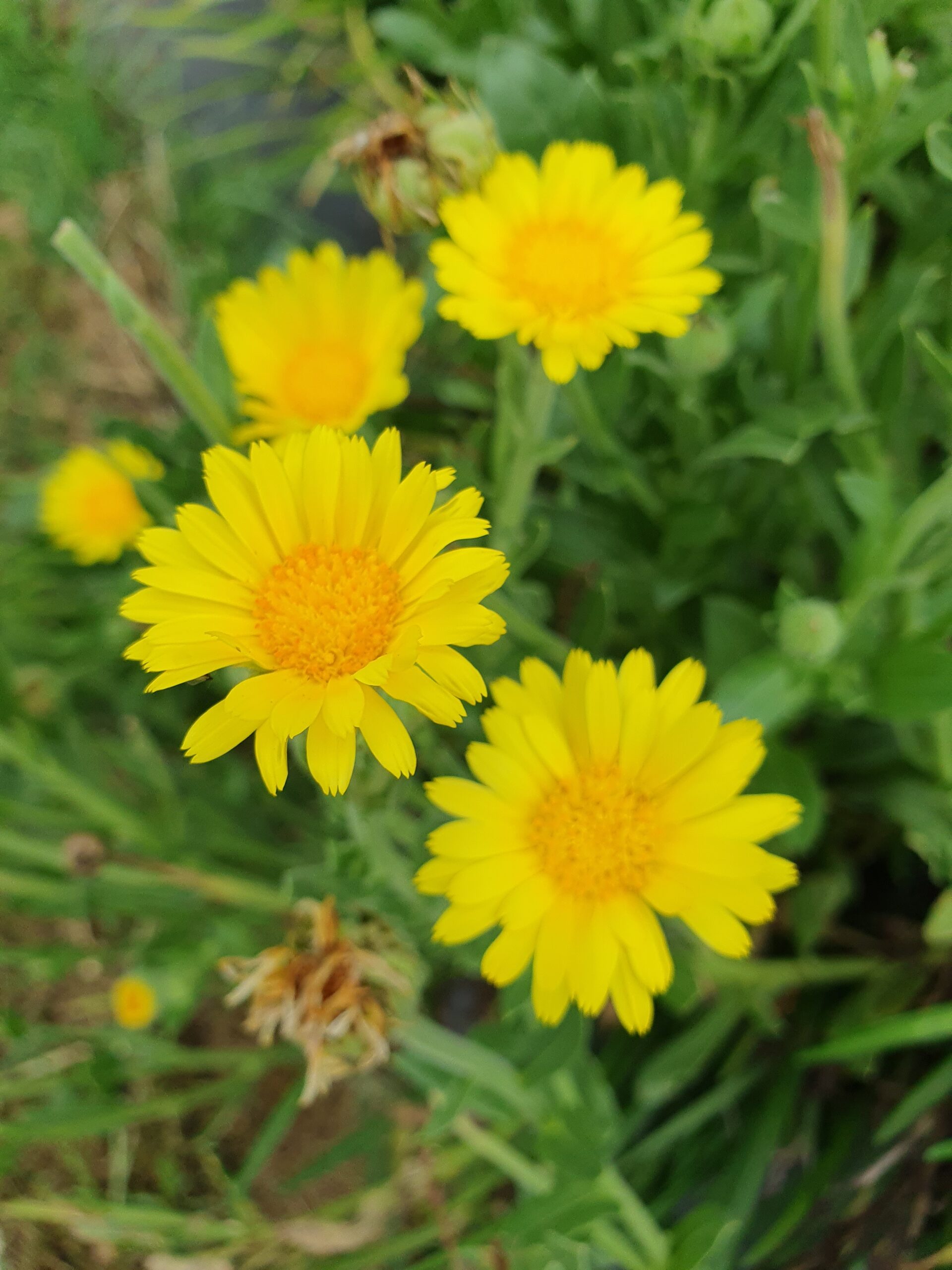 Calendula officinalis flowers growing